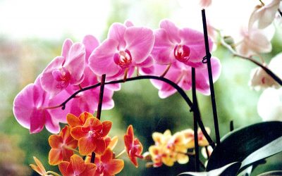 Hobbies e passioni in Casa Albergo, tra orchidee e statuine di gesso